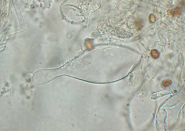 Galerina spec. Cod.DSCN 9149